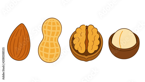 Foto Almond peanut walnut and macadamia nut vector set