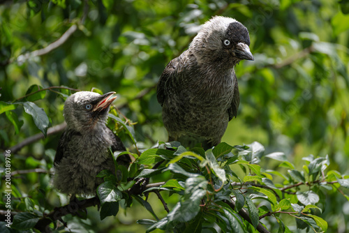 Εκτύπωση καμβά Adult western jackdaw with fledgling among green summer leaves