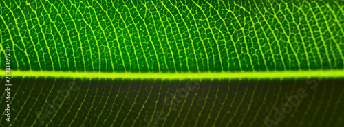 The wide texture of the oleader leaf