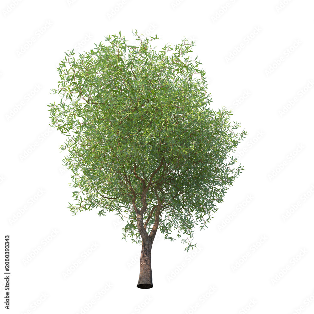 Obraz premium Chinese willow green tree isolated transparent background photo realistic 3d rendering PNG 16 bit with alpha channel