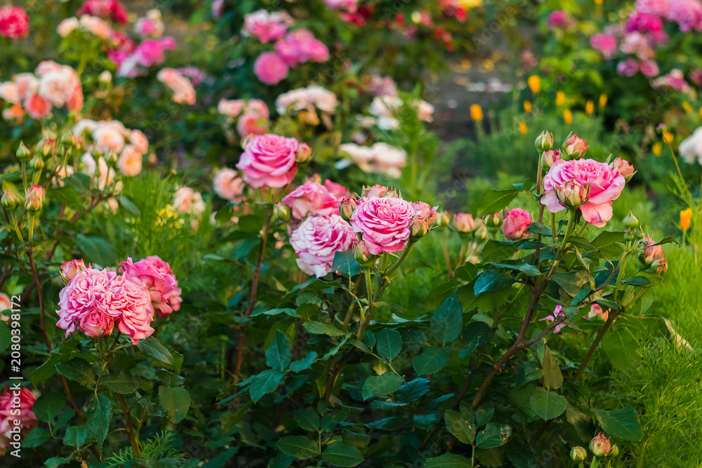 Obraz premium Bright pink rose clusters flourish in a garden, filling the landscape with color, texture, and seasonal beauty during summer.