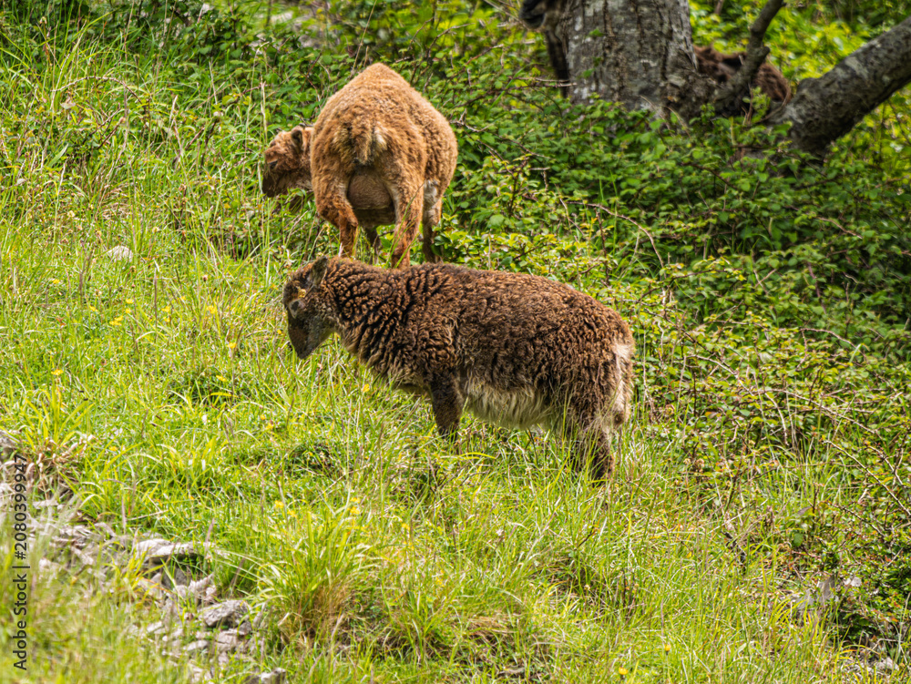 Fototapeta premium Soay Sheep Are Feral Inhabitants Of The Gorge