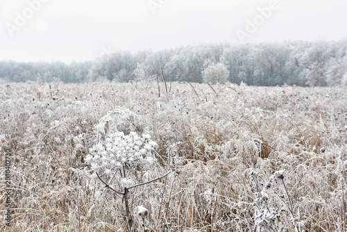 Winter forest with frosted with a clearing with flowers and grass clearing covered in hoarfrost
