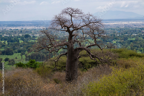 Karatu, Tanzania - 23 June 2026 -Baobab in the rift valley