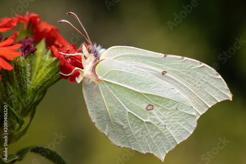 Принти на полотні Closeup of a common brimstone (Gonepteryx rhamni) on Maltese-cross flower (Lychn