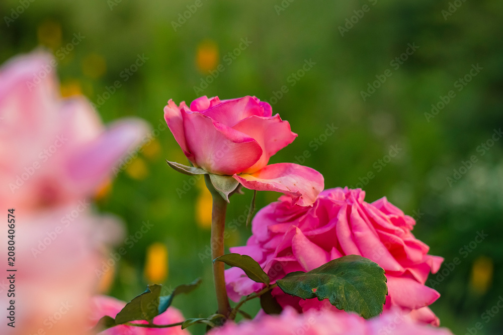 Obraz premium Vibrant pink roses flourishing on well-maintained bushes add visual appeal and seasonal beauty to a summer garden.