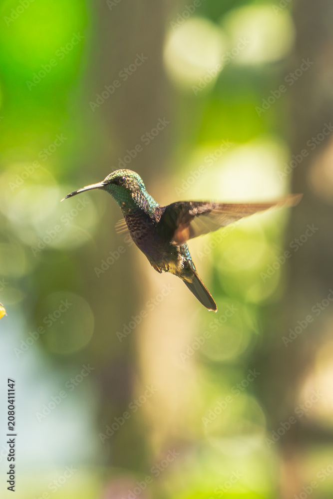 Fototapeta premium A small hummingbird hovering in flight against a bright natural green bokeh background outdoors