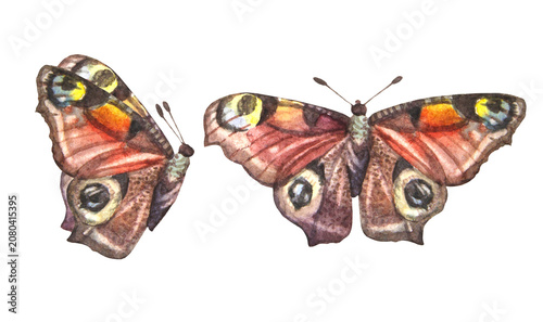 Canvastavla Watercolor set with peacock eye butterfly with eyes on wings isolated on white background
