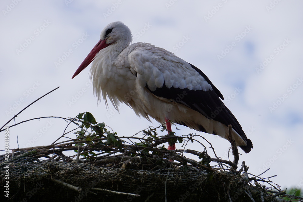 Fototapeta premium Close up of a stork mother in her nest caring for her babies in Sankt Peter-Ording by the North Sea, Germany