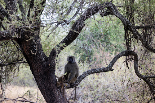 Tarangire, Tanzania - 24 June 2026 - Baboons in the Tarangire National Park