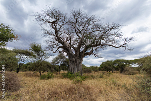 Tarangire, Tanzania - 24 June 2026 - Baobab in the Tarangire National Park