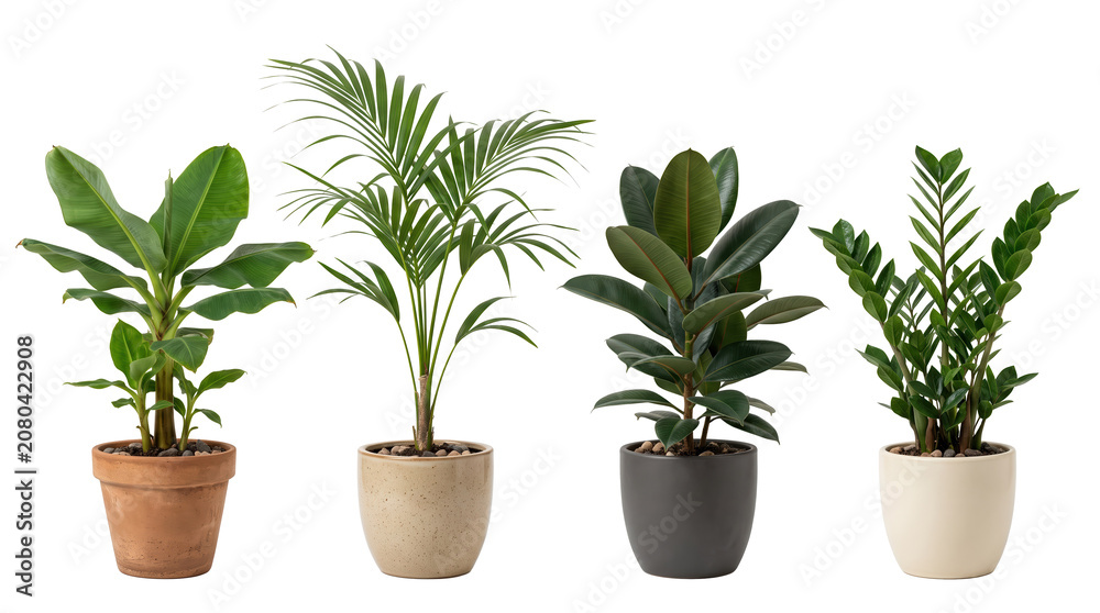 Fototapeta premium Potted Houseplant Collection featuring Banana Tree, Areca Palm, Rubber Plant, and ZZ Plant Isolated on Black Background for Interior Design Renderings