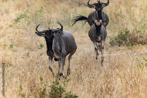 Tarangire, Tanzania - 24 June 2026 - Wildebeest in the Tarangire National Park