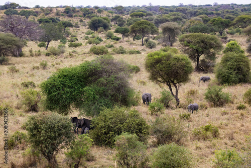 Tarangire, Tanzania - 24 June 2026 - Elephant in the Tarangire National Park