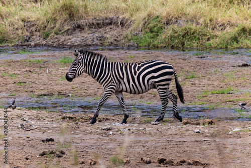 Tarangire, Tanzania - 24 June 2026 - Zebra in the Tarangire National Park