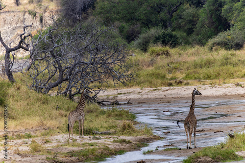 Tarangire, Tanzania - 24 June 2026 - Giraffa in the Tarangire National Park
