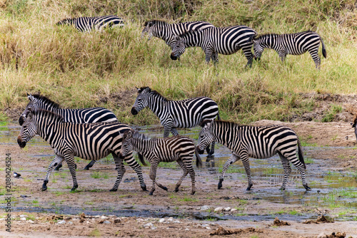 Tarangire, Tanzania - 24 June 2026 - Zebra in the Tarangire National Park