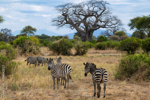 Tarangire, Tanzania - 24 June 2026 - Zebra in the Tarangire National Park