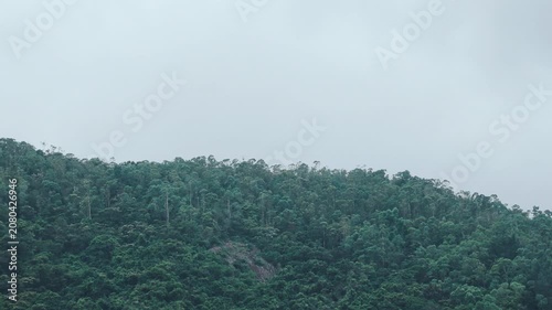 A lush hillside in dense forest under an overcast sky, captured in slow motion with gentle undulating movement