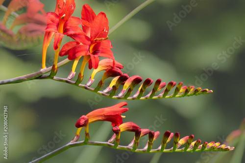 Foto Balance within the often sprawling crocosmia