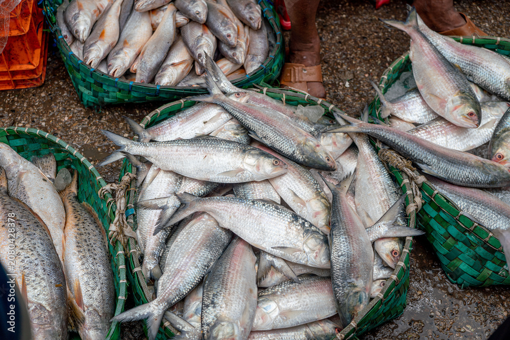 Fototapeta premium Close up shot of fresh hilsa fish kept on crushed ice at a fish market stall. Fishery Ghat is Chattogram’s largest wholesale marine and freshwater fish market