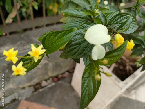 Tableau sur toile A beautiful cluster of yellow blossoms accented by elegant white bracts and rich green foliage growing in a garden