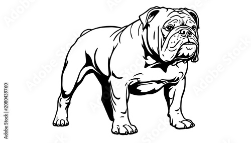 Bulldog standing bold line art on white background