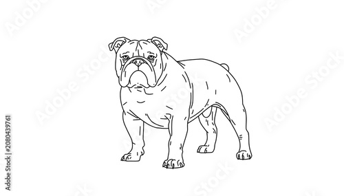 Bold line art bulldog standing isolated on white background minimalist illustration