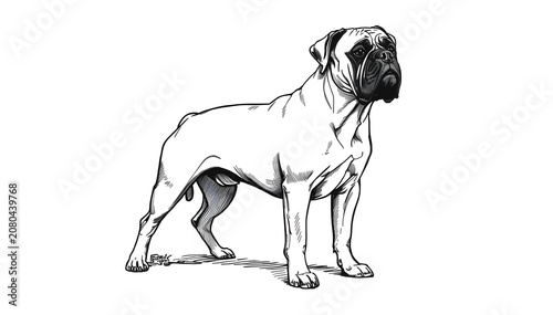 Bullmastiff Dog standing in bold line art on white background