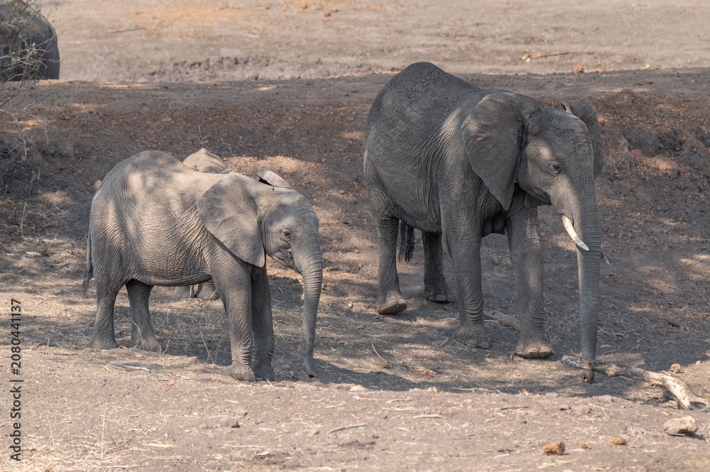 Fototapeta premium A group of elephants in the bush land of Botswana, Africa