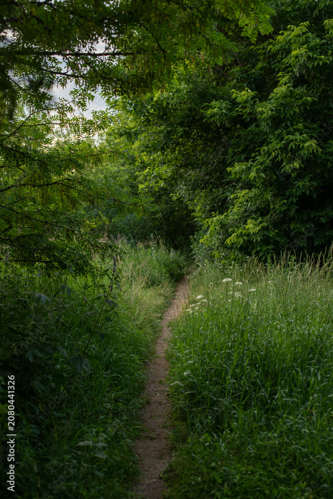 Obraz premium A narrow dirt path winds through lush green grass and dense foliage. The scene is tranquil and inviting, perfect for nature walks or outdoor exploration.