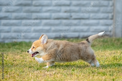Pembroke Welsh Corgi Puppy Running on Green Grass Outdoors