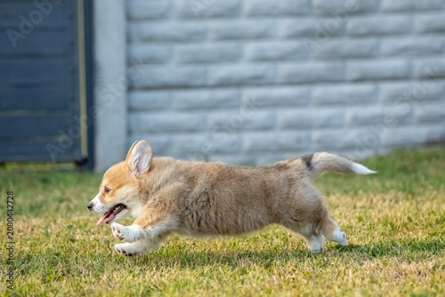 Pembroke Welsh Corgi Puppy Running on Green Grass Outdoors