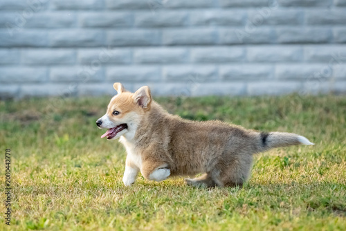 Pembroke Welsh Corgi Puppy Running on Green Grass Outdoors