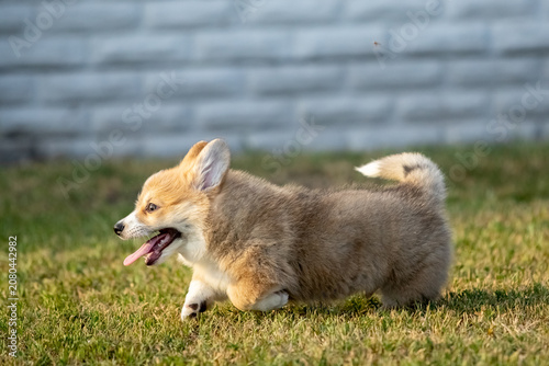Pembroke Welsh Corgi Puppy Running on Green Grass Outdoors