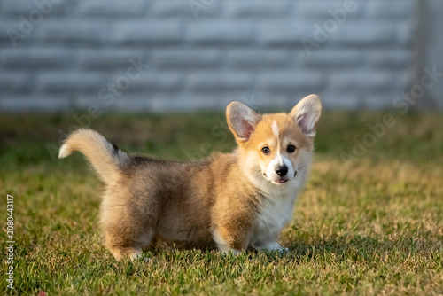 Pembroke Welsh Corgi Puppy Running on Green Grass Outdoors