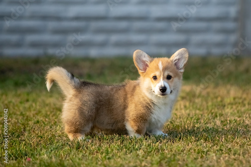 Pembroke Welsh Corgi Puppy Running on Green Grass Outdoors