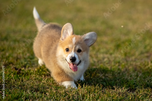 Pembroke Welsh Corgi Puppy Running on Green Grass Outdoors