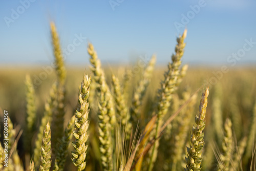 Close-up of ripening wheat stalks in a golden field under a clear blue sky
