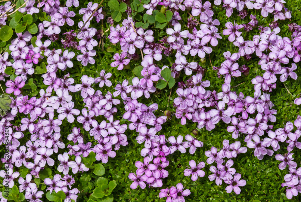 Fototapeta premium A carpet of Silene acaulis flowers, a low-growing wildflower commonly known as moss campion or cushion pink