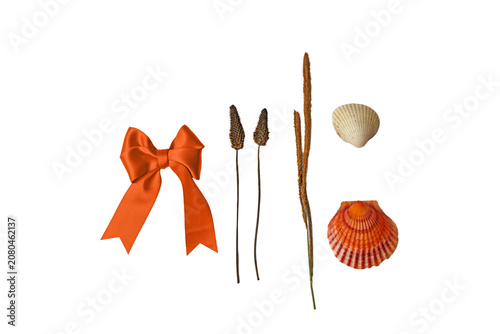 Orange Bow Dried Plants and Seashells on Transparent Background
