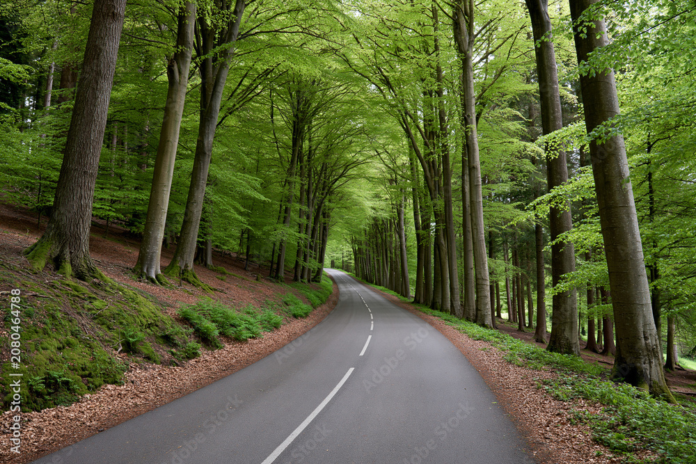 Fototapeta premium Winding road through a green forest with trees