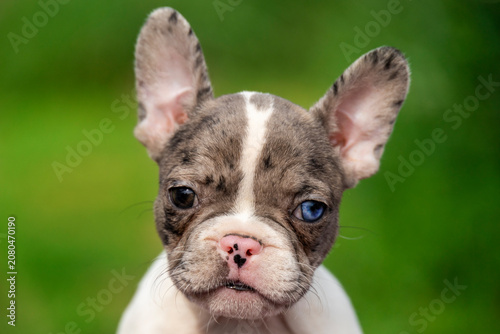 Bild auf Leinwand Detailed headshot of a beautiful merle French Bulldog puppy with one blue eye