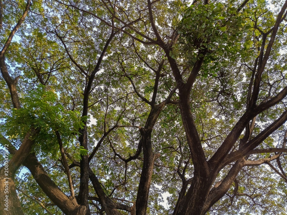 Obraz premium Low angle view of lush green tree canopy with spreading branches against the blue sky.