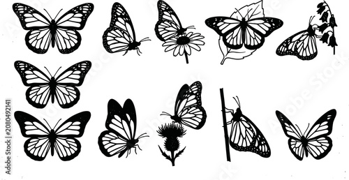 Canvas Print vector can editable Delicate monarch butterfly illustrations capturing the intri