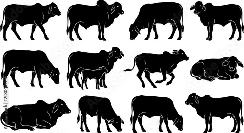 Bild auf Leinwand vector can editable Comprehensive set of brahman cattle silhouettes showcasing d