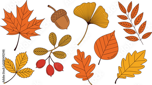Set of autumn leaves, berries, and acorn, hand drawn seasonal fall elements for nature design.