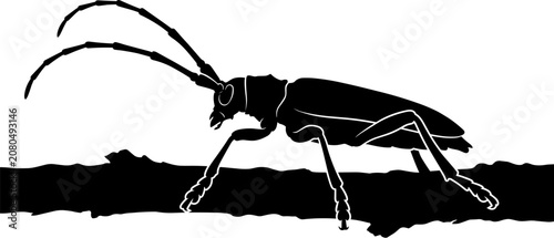 Bild auf Leinwand vector can editable Longhorn beetle silhouette with extended antennae on a tree