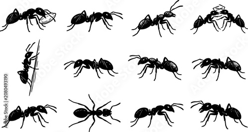 Canvastavla vector can editable Macro-style ant illustrations depicting complex social behav