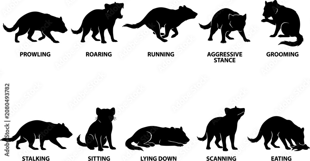 Obraz premium vector can editable Tasmanian devil behavioral silhouette study with descriptive action poses